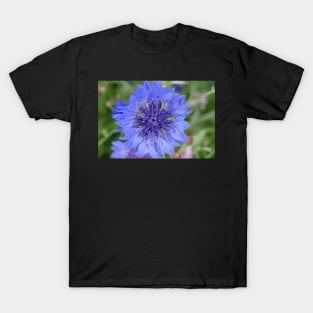 Cornflower Blue T-Shirt